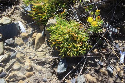 Scleranthus biflorus, photographed by Joe Dillon