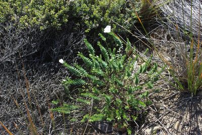Linum monogynum, photographed by Joe Dillon