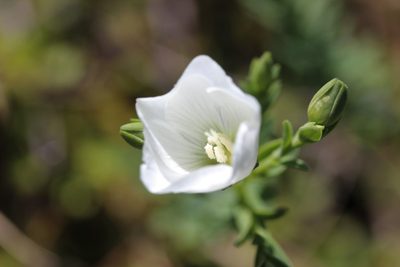 Linum monogynum, photographed by Joe Dillon