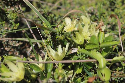 Clematis forsteri, photographed by Joe Dillon