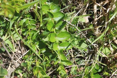 Coriaria sarmentosa, photographed by Joe Dillon