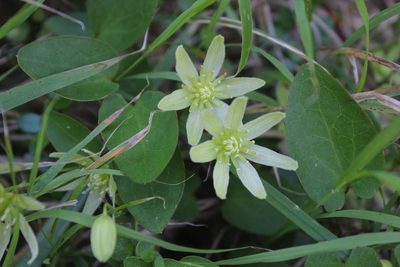 Clematis forsteri, photographed by Joe Dillon