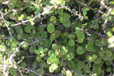 Fuchsia perscandens, photographed by Joe Dillon