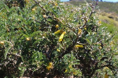 Sophora molloyi, photographed by Joe Dillon