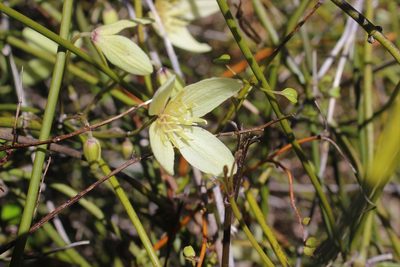 Clematis afoliata, photographed by Joe Dillon