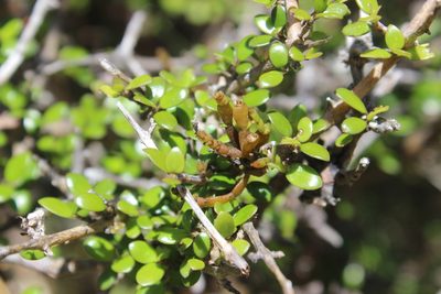 Dendrophthora clavata, photographed by Joe Dillon