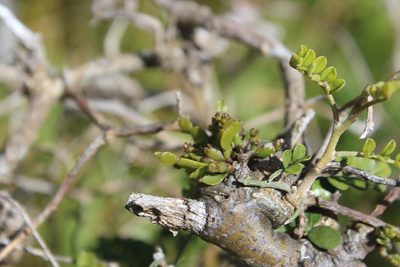 Korthalsella lindsayi, photographed by Joe Dillon