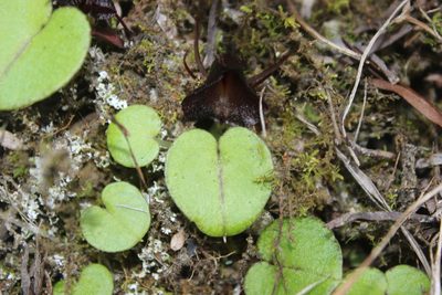 Corybas macranthus, photographed by Joe Dillon