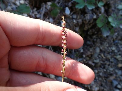Persicaria vivipara, photographed by Ellyne Geurts