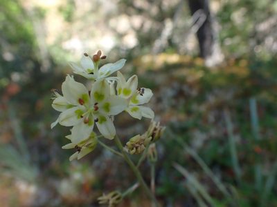 Anticlea elegans, photographed by Ellyne Geurts