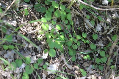 Corybas macranthus, photographed by Joe Dillon