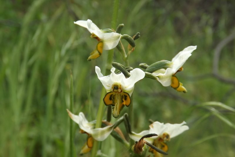Gavilea longibracteata, photographed by Cecilia Briceño