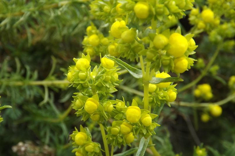 Calceolaria thyrsiflora, photographed by Cecilia Briceño