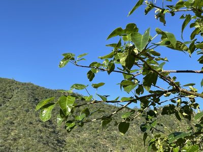 Jatropha vernicosa, photographed by Jim Riley