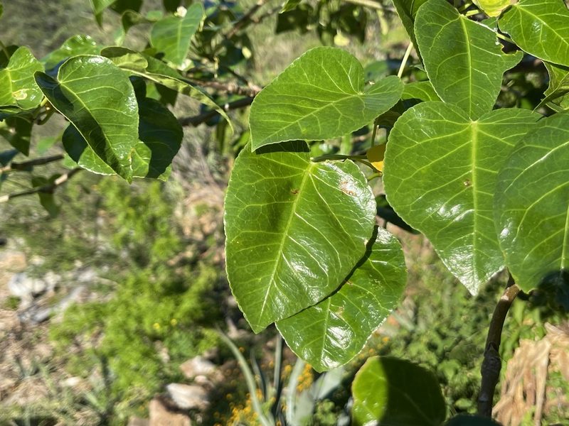Jatropha vernicosa, photographed by Jim Riley