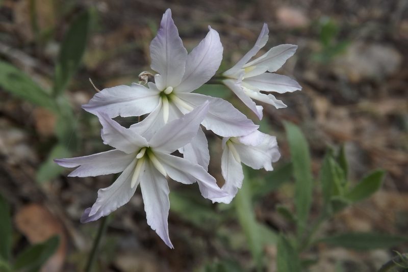 Leucocoryne ixioides, photographed by Cecilia Briceño