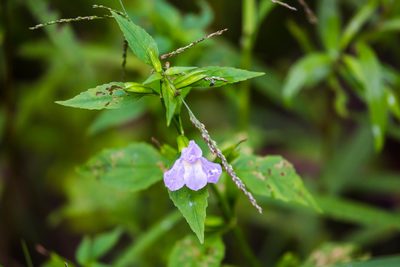 Mimulus alatus, photographed by Melissa McMasters