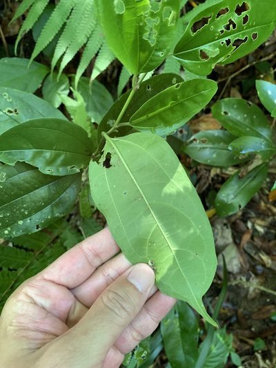 Celtis philippensis, photographed by 呂一起(Lyu yi-chi)