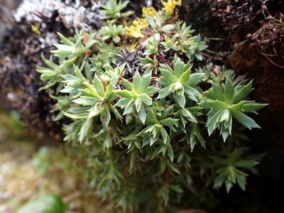 Saxifraga tricuspidata, photographed by Ellyne Geurts