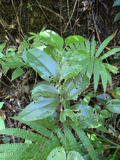 Celtis philippensis, photographed by 呂一起(Lyu yi-chi)