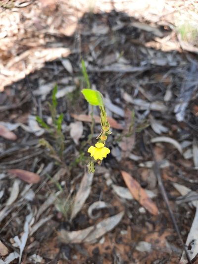 Goodenia benthamiana, photographed by spacegecko