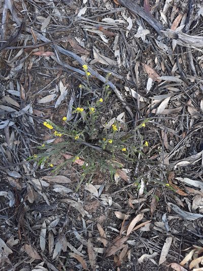 Goodenia benthamiana, photographed by spacegecko