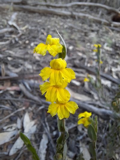 Goodenia benthamiana, photographed by spacegecko