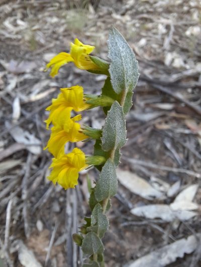 Goodenia benthamiana, photographed by spacegecko