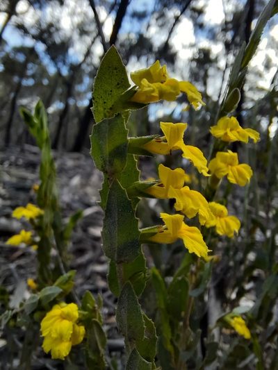 Goodenia benthamiana, photographed by spacegecko