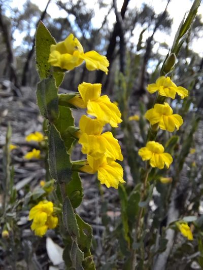 Goodenia benthamiana, photographed by spacegecko