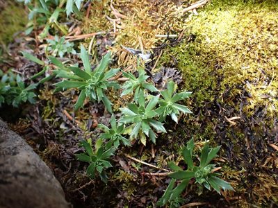 Saxifraga tricuspidata, photographed by Ellyne Geurts