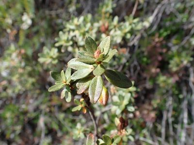 Rhododendron lapponicum, photographed by Ellyne Geurts