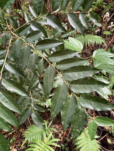 Putranjiva formosana, photographed by 呂一起(Lyu yi-chi)