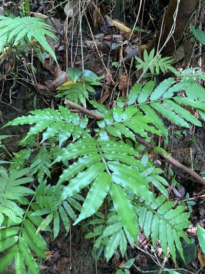 Angiopteris palmiformis, photographed by 呂一起(Lyu yi-chi)