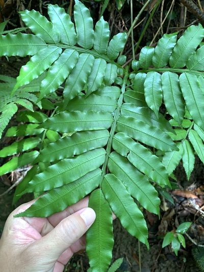 Angiopteris palmiformis, photographed by 呂一起(Lyu yi-chi)