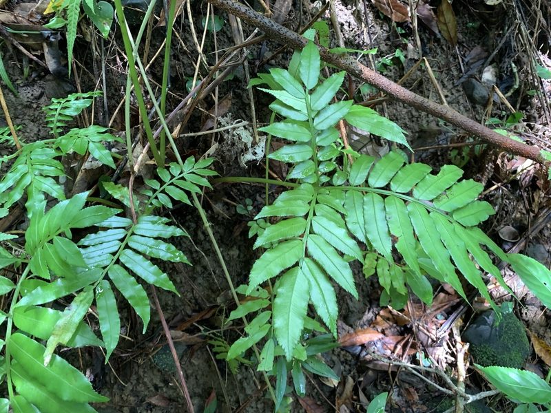 Angiopteris palmiformis, photographed by 呂一起(Lyu yi-chi)