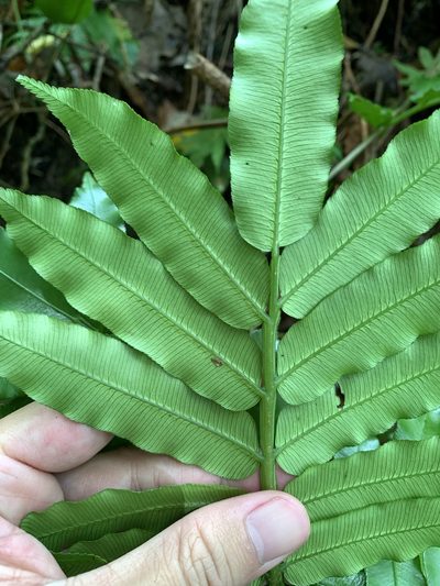 Angiopteris palmiformis, photographed by 呂一起(Lyu yi-chi)