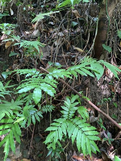 Angiopteris palmiformis, photographed by 呂一起(Lyu yi-chi)