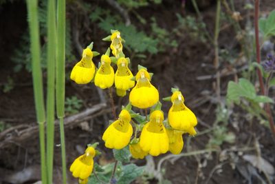Calceolaria corymbosa, photographed by Cecilia Briceño