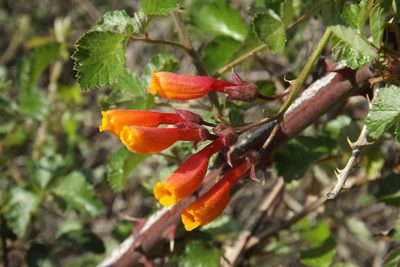 Eccremocarpus scaber, photographed by Cecilia Briceño