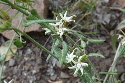 Tweedia birostrata, photographed by Cecilia Briceño