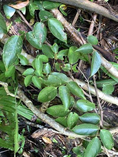 Santaloides minor, photographed by 呂一起(Lyu yi-chi)