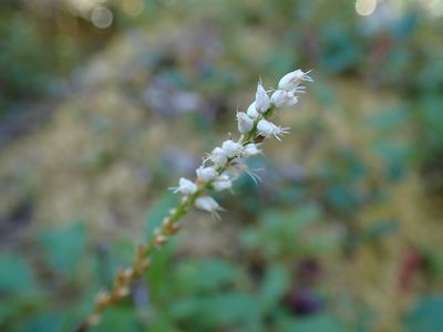 Persicaria vivipara, photographed by Ellyne Geurts