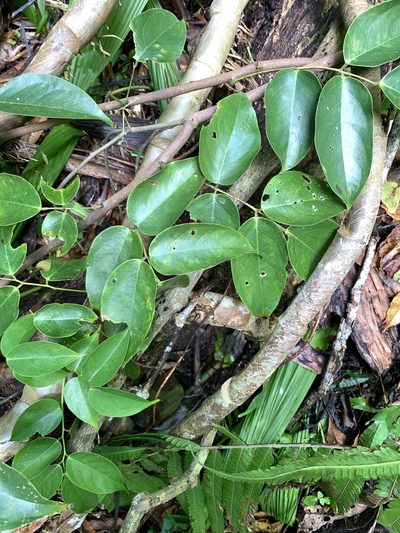 Santaloides minor, photographed by 呂一起(Lyu yi-chi)