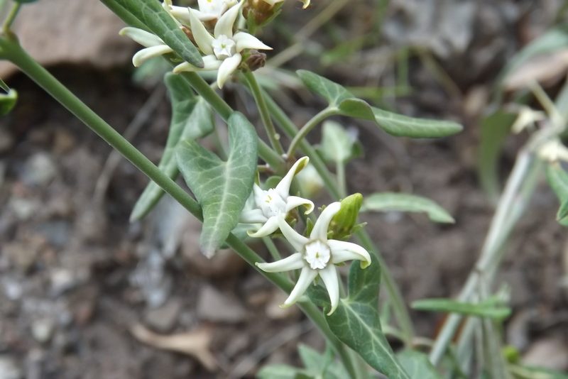 Tweedia birostrata, photographed by Cecilia Briceño