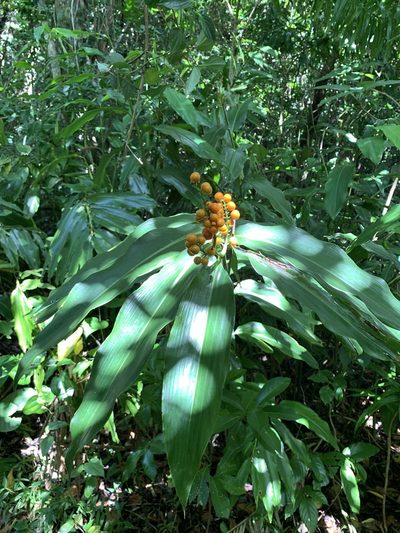 Alpinia flabellata, photographed by 呂一起(Lyu yi-chi)