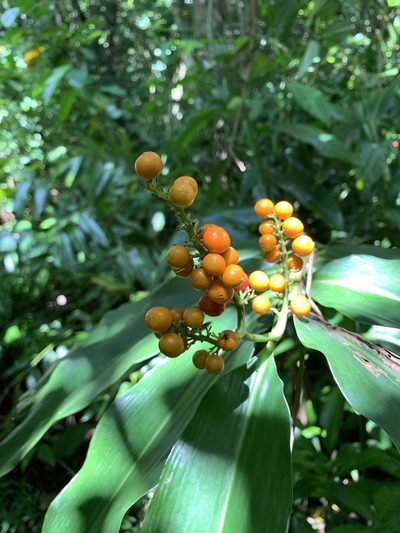 Alpinia flabellata, photographed by 呂一起(Lyu yi-chi)