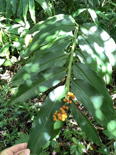 Alpinia flabellata, photographed by 呂一起(Lyu yi-chi)