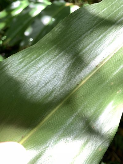 Alpinia flabellata, photographed by 呂一起(Lyu yi-chi)
