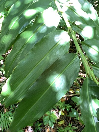 Alpinia flabellata, photographed by 呂一起(Lyu yi-chi)
